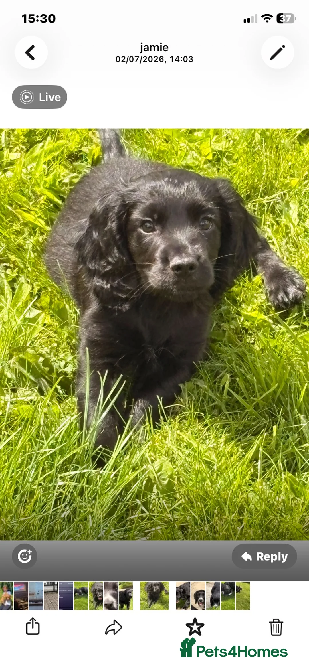 Cocker Spaniel dogs for sale: 2 boys remaining  - Advert 1