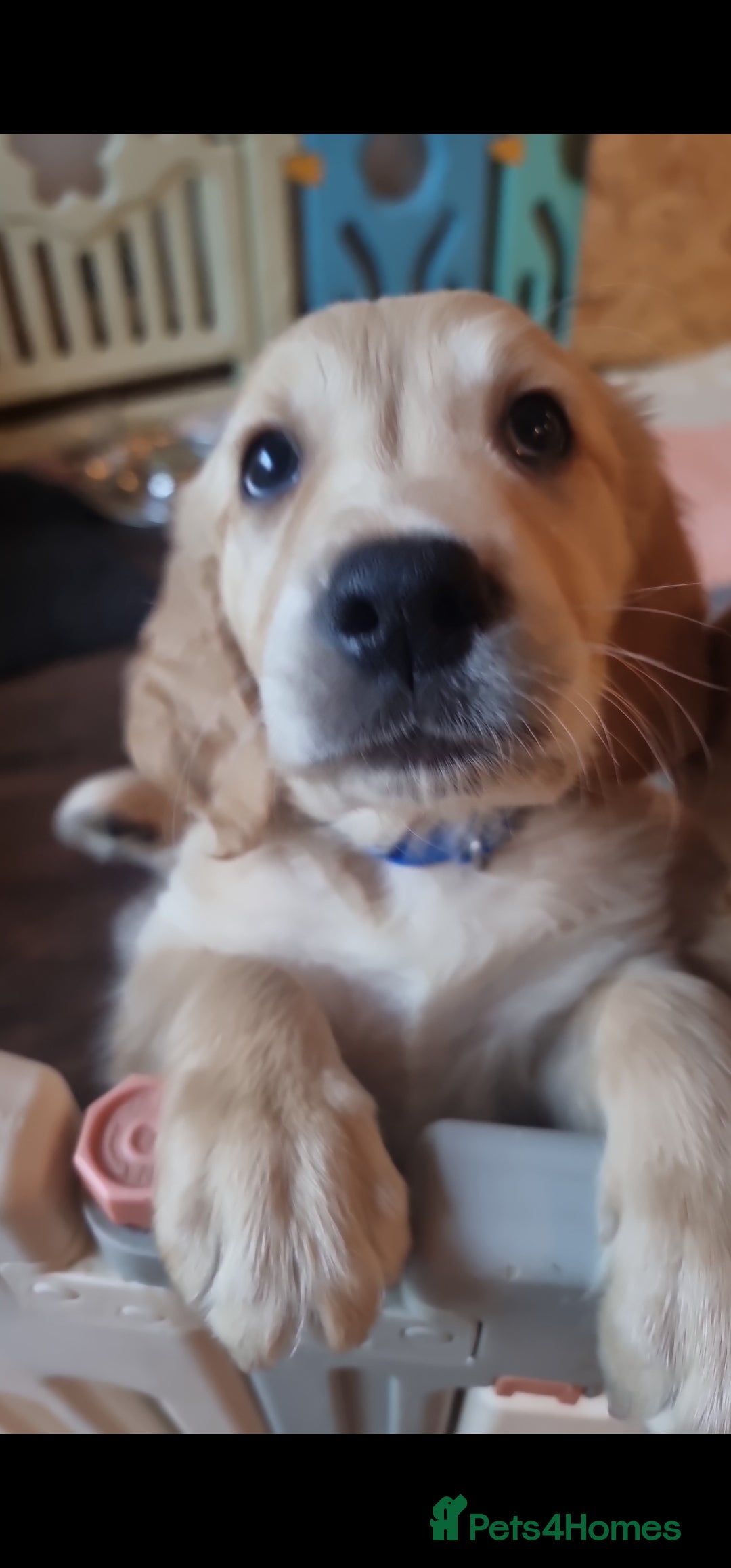 Golden Retriever dogs for stud: EXTENSIVELY HEALTH TESTED, KC Reg PROVEN in Bishop Auckland - Image 8