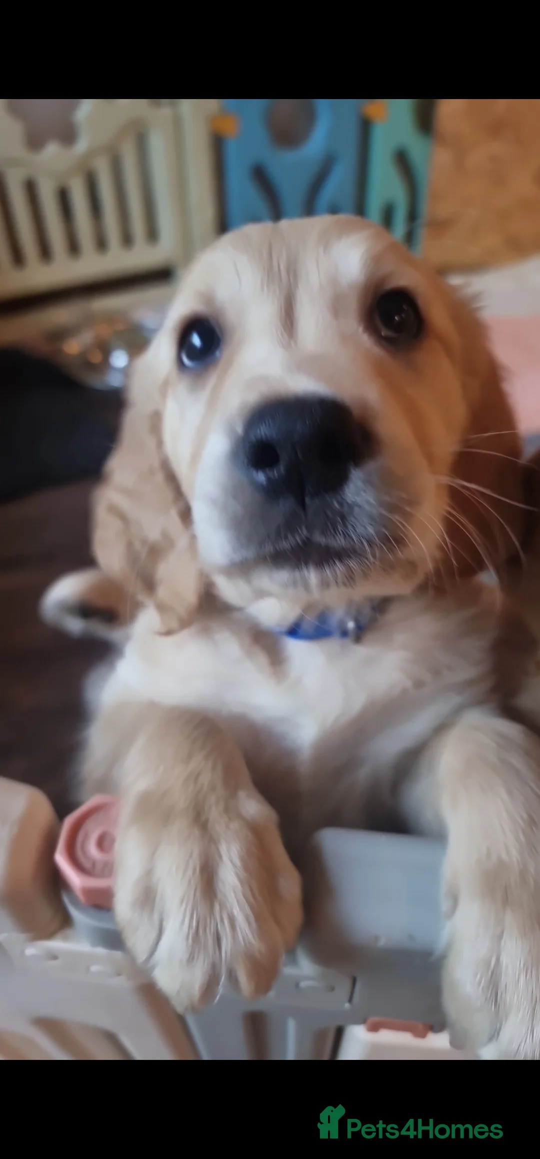 Golden Retriever dogs for stud: EXTENSIVELY HEALTH TESTED, KC Reg PROVEN in Bishop Auckland - Advert 8