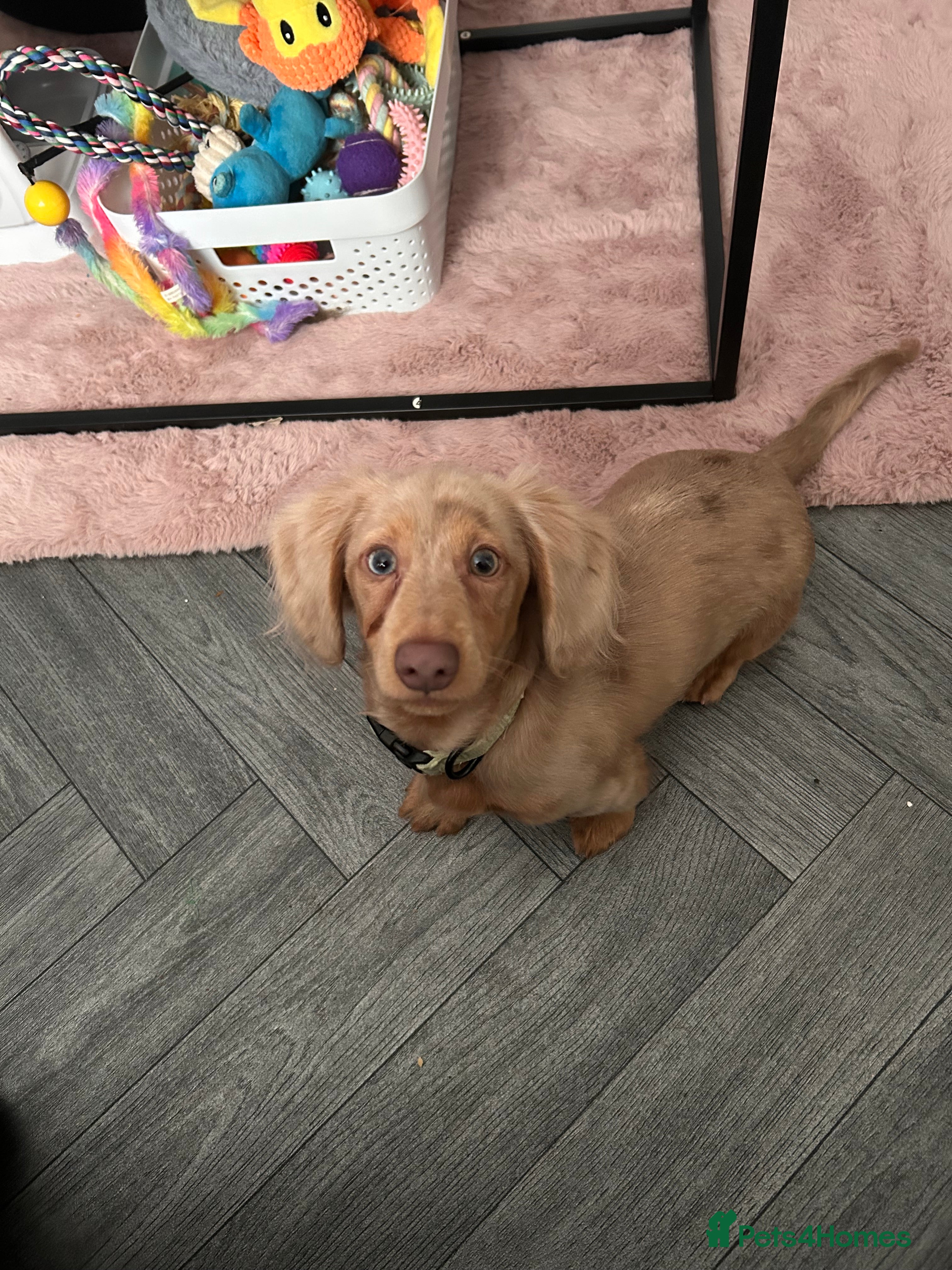 Miniature Dachshund dogs Miniature dachshund puppy - Advert 8