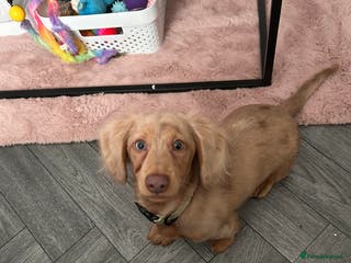 Miniature Dachshund dogs Miniature dachshund puppy - Advert 8