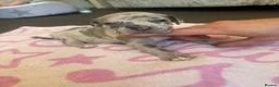 Staffordshire Bull Terrier dogs for sale: Staff puppies for sale  - Advert 17