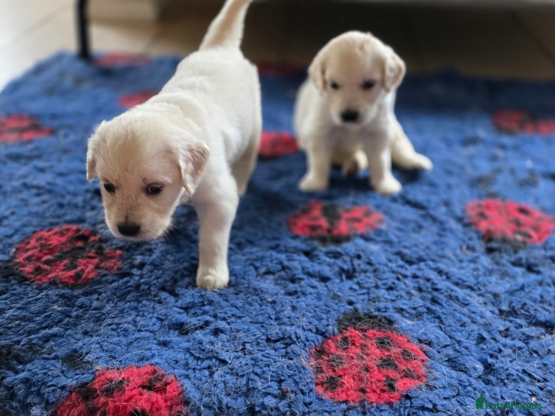 Golden Retriever dogs for sale: Gorgeous KC registered puppies for sale - Image 8