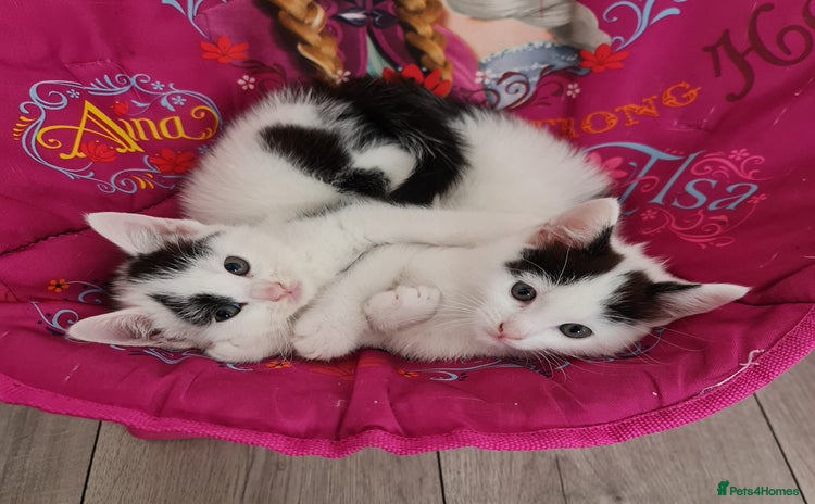 Mixed Breed cats - Advert 16