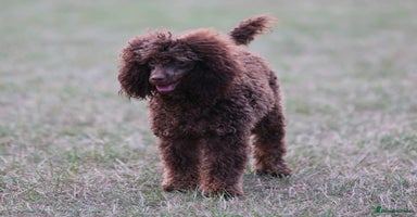 Toy Poodle dogs - Advert 3