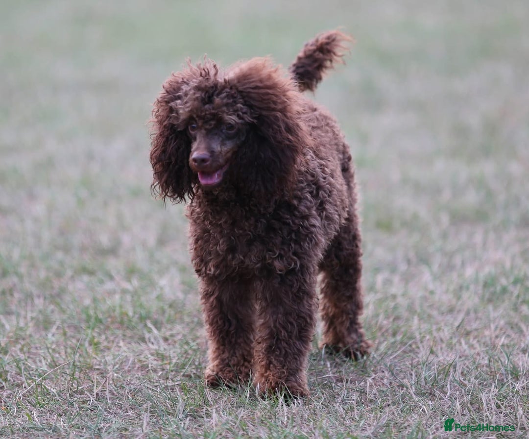 Toy Poodle dogs for stud: Hugo Chocolate & Tan outstanding toy poodle  - Image 2