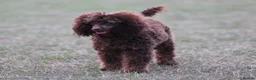 Toy Poodle dogs for stud: Hugo Chocolate & Tan outstanding toy poodle  - Advert 2