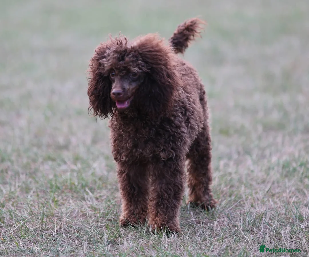 Toy Poodle dogs for stud: Hugo Chocolate & Tan outstanding toy poodle  - Advert 2