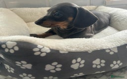 Miniature Dachshund dogs for sale: Miniature dachshund  - Image 10