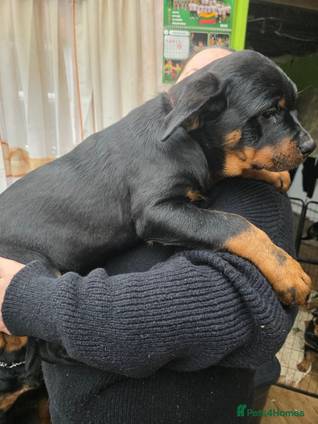 Rottweiler dogs for sale: Rottweiler puppies  - Advert 24