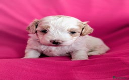 Maltipoo dogs for sale: Beautiful Toy Maltipoo Puppies - Advert 21