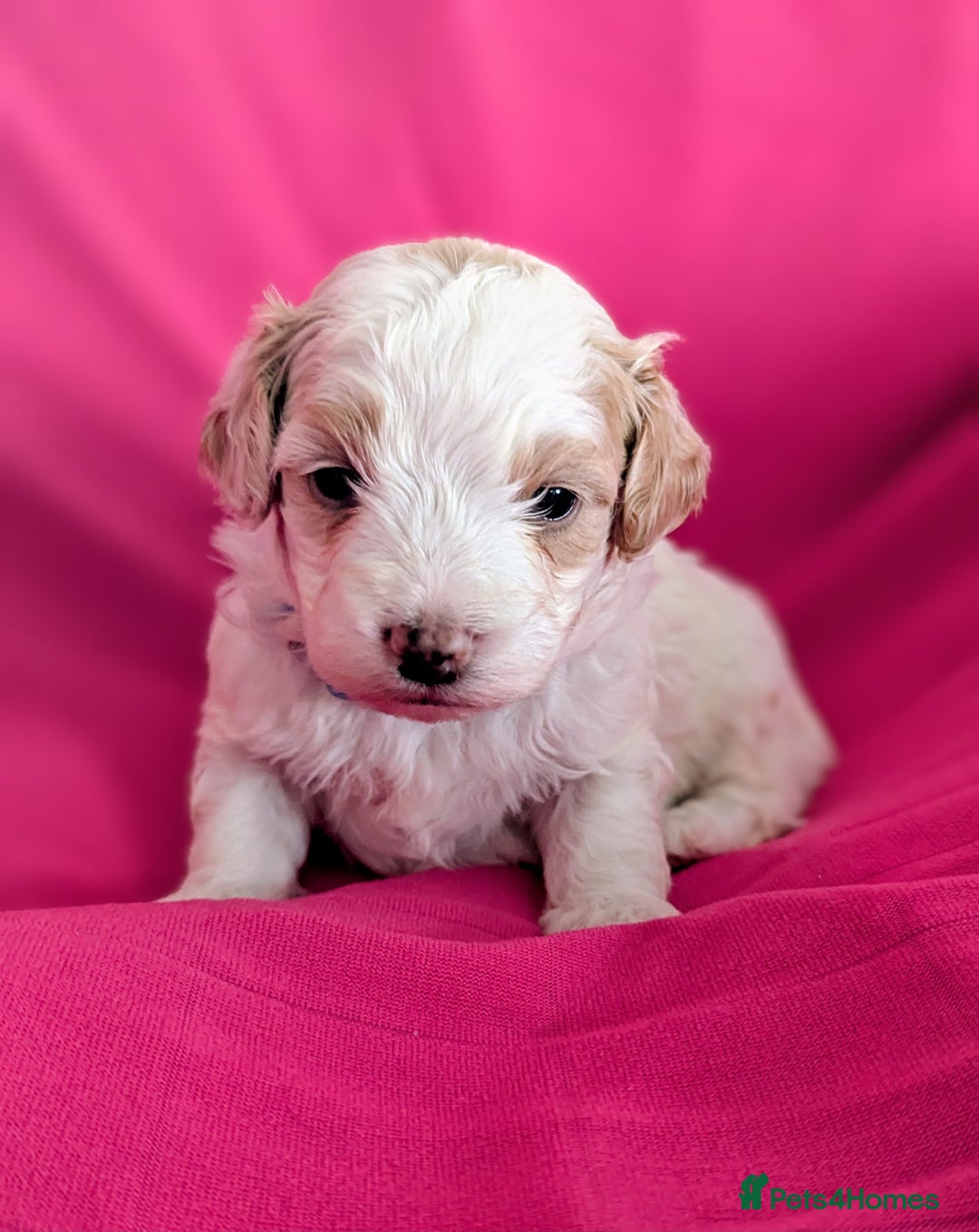 Maltipoo dogs for sale: Beautiful Toy Maltipoo Puppies - Advert 21