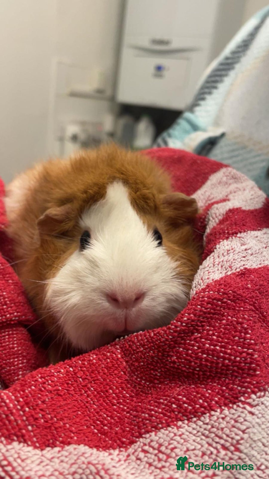 Guinea Pig rodents for sale: 2 guinea pigs looking for a new home! - Advert 8