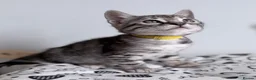 Bengal cats for sale: Exceptional Silver, Blue & Brown Bengal Kittens  in Basingstoke - Advert 5