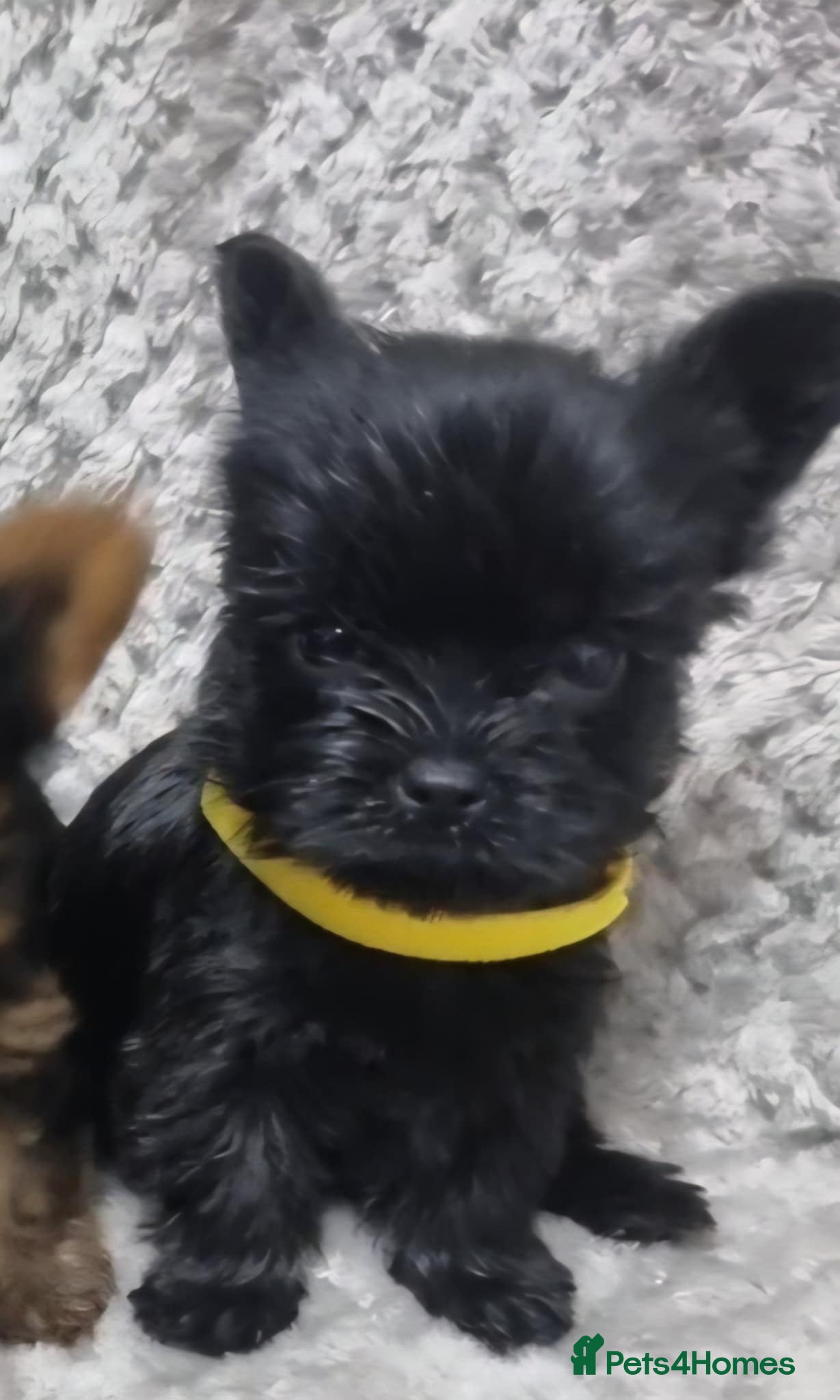 Yorkshire Terrier dogs Yorkshire Terrier  - Advert 4