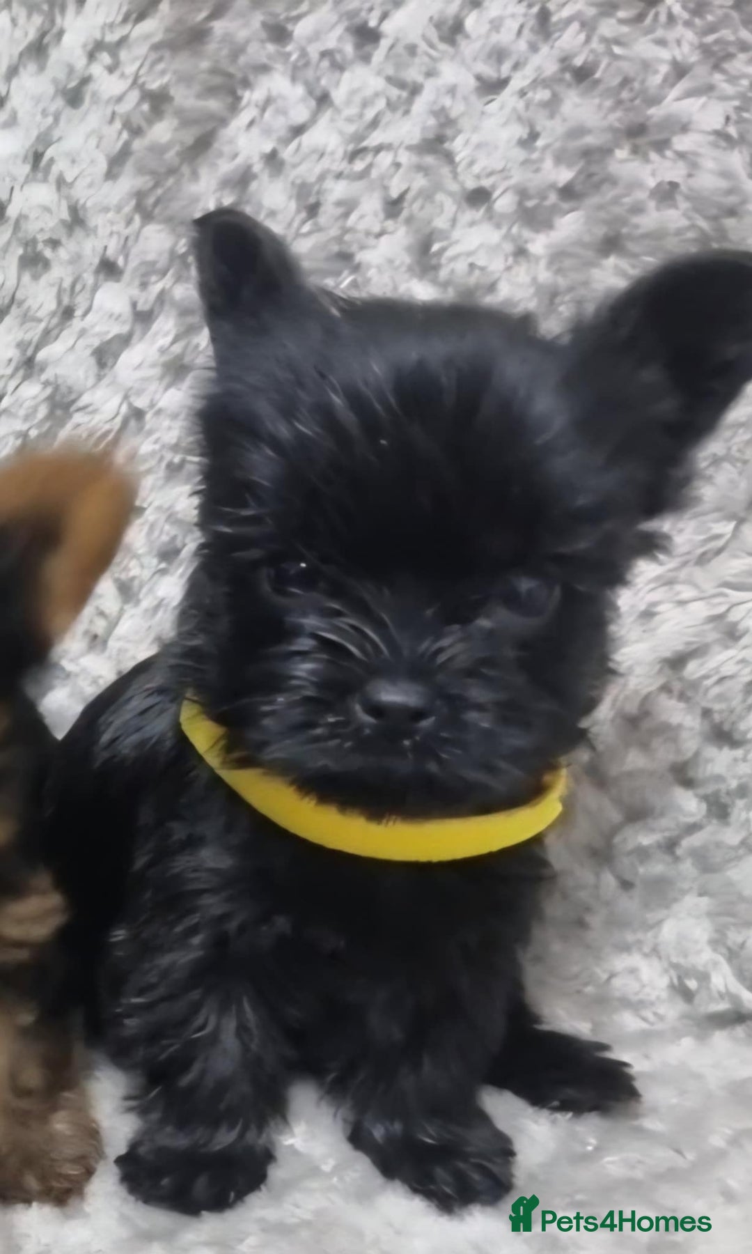 Yorkshire Terrier dogs for sale: Yorkshire Terrier  - Advert 12