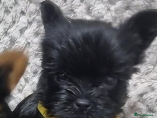 Yorkshire Terrier dogs Yorkshire Terrier - Advert 4