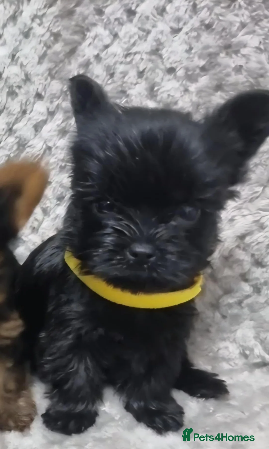 Yorkshire Terrier dogs for sale: Yorkshire Terrier  - Advert 12