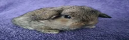 Mini Lop rabbits for sale: Baby mini lop rabbits for sale  - Advert 11