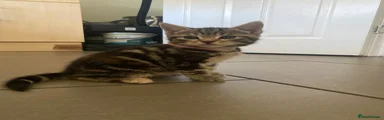 Tabby - pink collar 