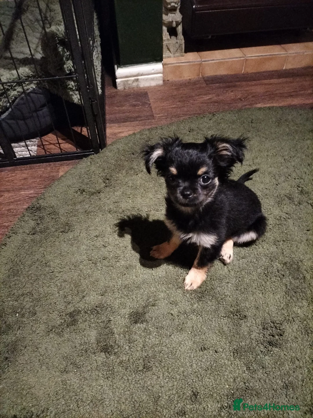 Chihuahua dogs for sale: Long haired Black and Tan chihuahua - Advert 4