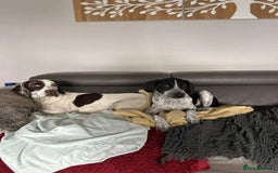 Mixed Breed dogs for adoption: Nitsa shy pointer cross girl  - Advert 9