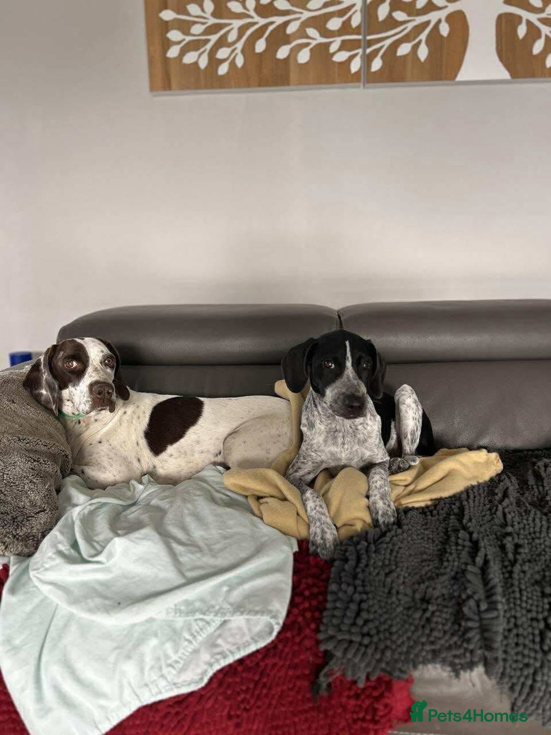 Mixed Breed dogs for adoption: Nitsa shy pointer cross girl  - Advert 9