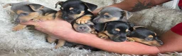 Jack Russell dogs for sale: Lilac and tan/black and tan Jack Russel puppies  in Eastbourne - Advert 9