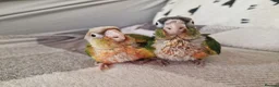 Conures birds for sale: Beautiful fully hand reared conures  - Advert 7