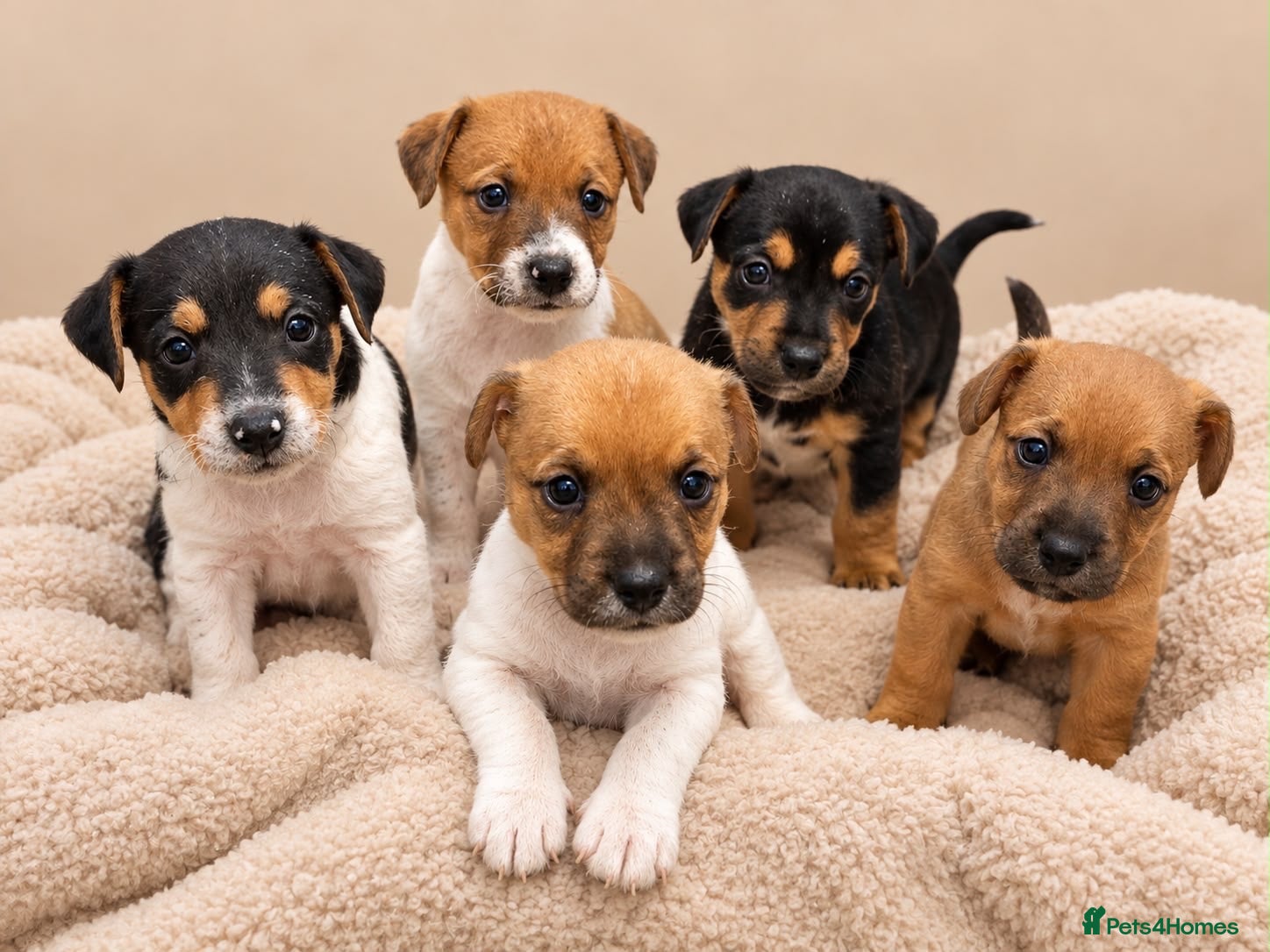 Jack Russell dogs Jack Russell 5 boys  - Advert 1