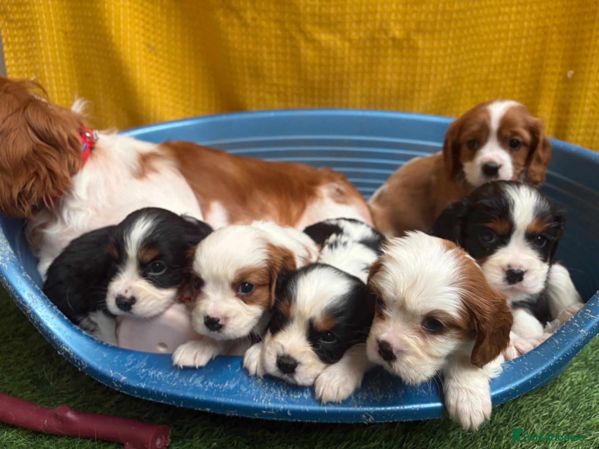 Cavalier King Charles Spaniel dogs 🐾Cavalier King Charles Spaniels- Dad DNA tested🐾 - Advert 2