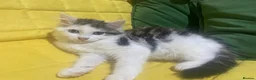 Mixed Breed cats for sale: Fluffy kitten for sale  - Advert 5