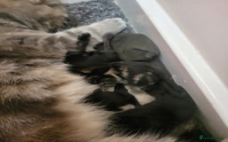 Mixed Breed cats for sale: Stunning Litter of Beautiful Kittens  - Image 4