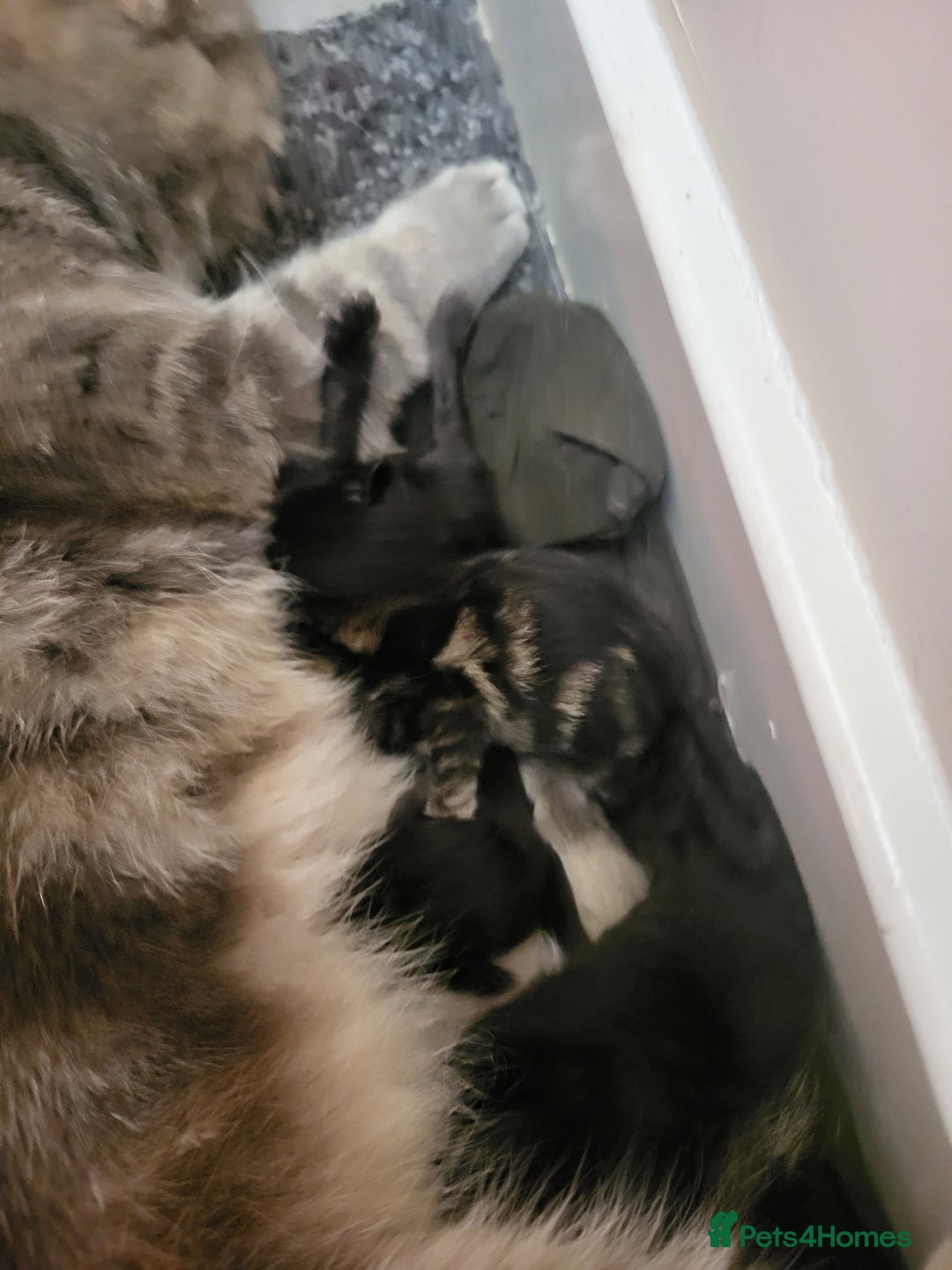 Mixed Breed cats for sale: Stunning Litter of Beautiful Kittens  - Image 4