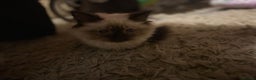 Ragdoll cats for sale: Ragdoll cross siamese  - Advert 3