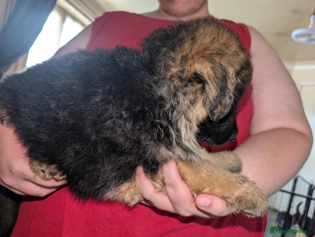 German Shepherd dogs for sale: German Shepard Puppies for Sale  - Image 15