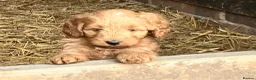 Sproodle dogs for sale: Beautiful Red & Apricot Sproodles - Advert 30