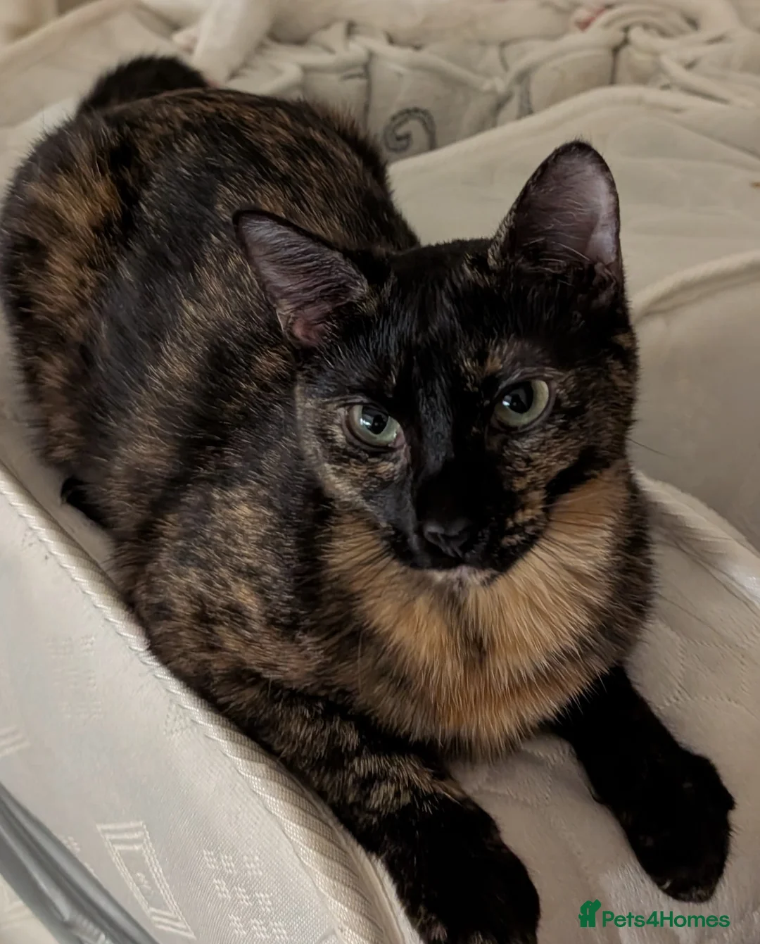 British Shorthair cats for sale: FREE URGENT REHOME Tortoise Shell 1.5yrs old Cat - Advert 1