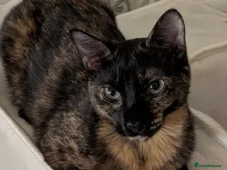 British Shorthair cats FREE URGENT REHOME Tortoise Shell 1.5yrs old Cat - Advert 5