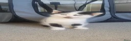 British Shorthair cats for sale: Beautiful kittens for sale - Advert 5