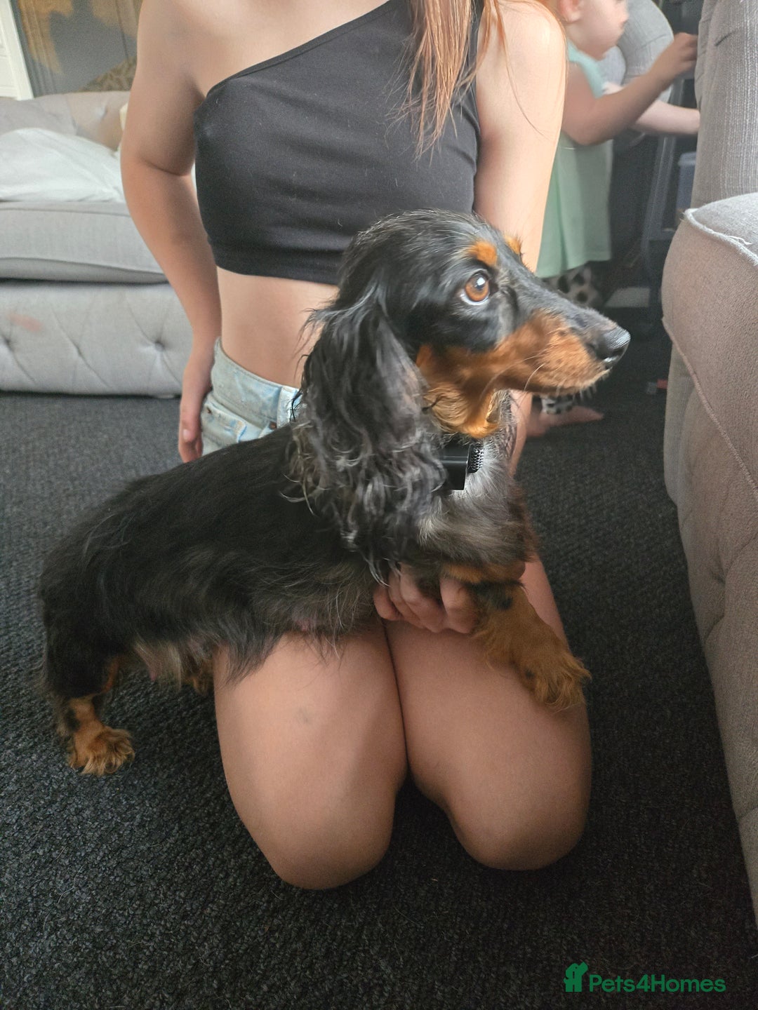 Chiweenie dogs for sale: Chweenies for sale  - Image 6