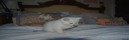 British Shorthair cats for sale: READY NOW PureBred British Shorthair Kittens! - Advert 28