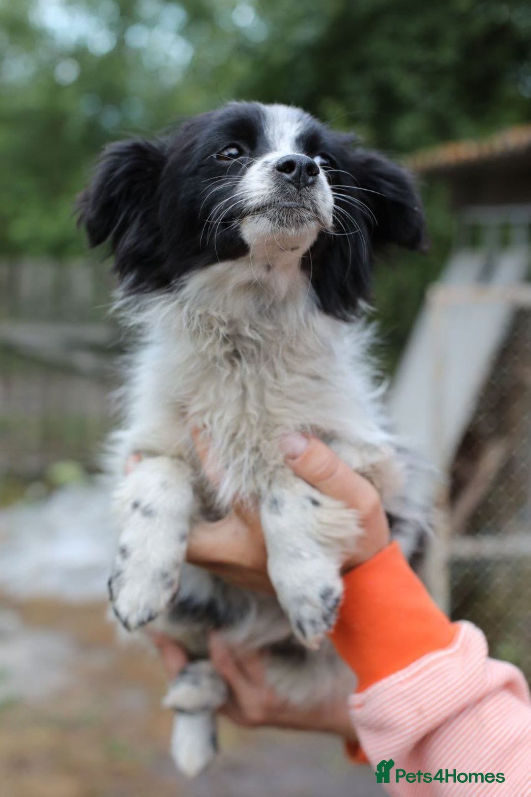 Mixed Breed dogs for adoption: 💖🐶 LOLLY & JOLIE 🐶💖 - Image 16