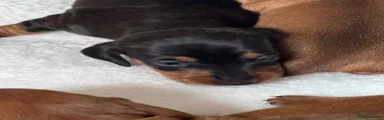 Black and Tan female 