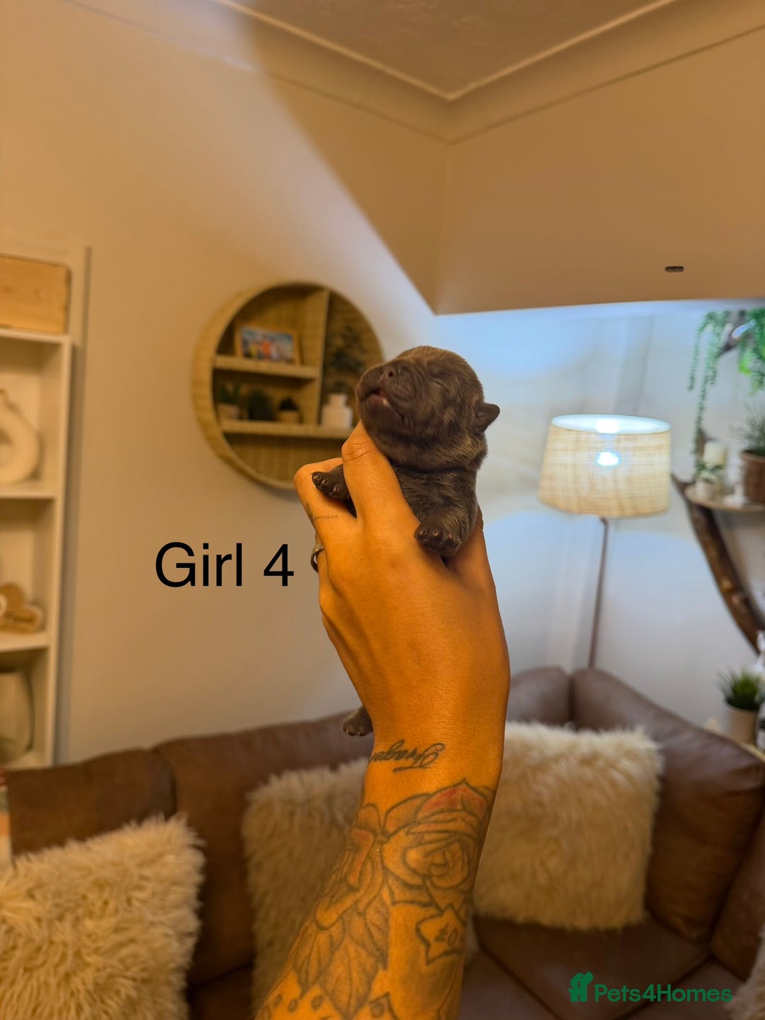 Chow Chow dogs for sale: French chows  - Advert 18