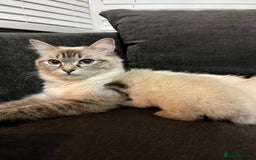 Ragdoll cats for sale: 7 beautiful lynx blue/seal point ragdoll kittens - Image 16