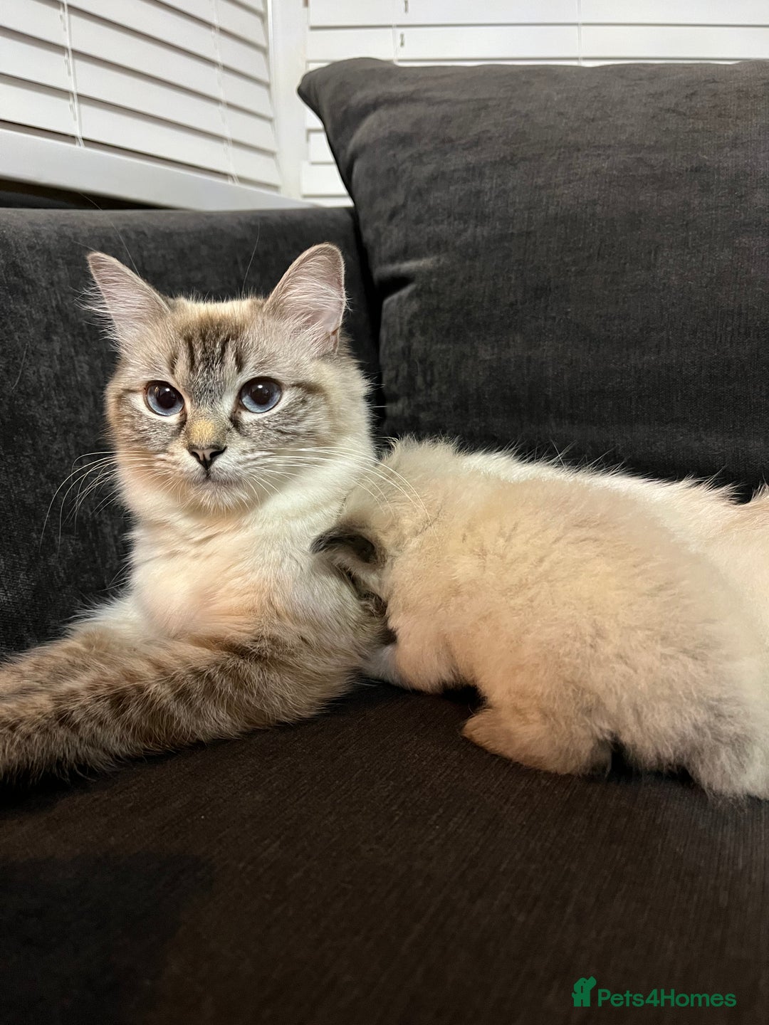 Ragdoll cats for sale: 7 beautiful lynx blue/seal point ragdoll kittens - Image 16
