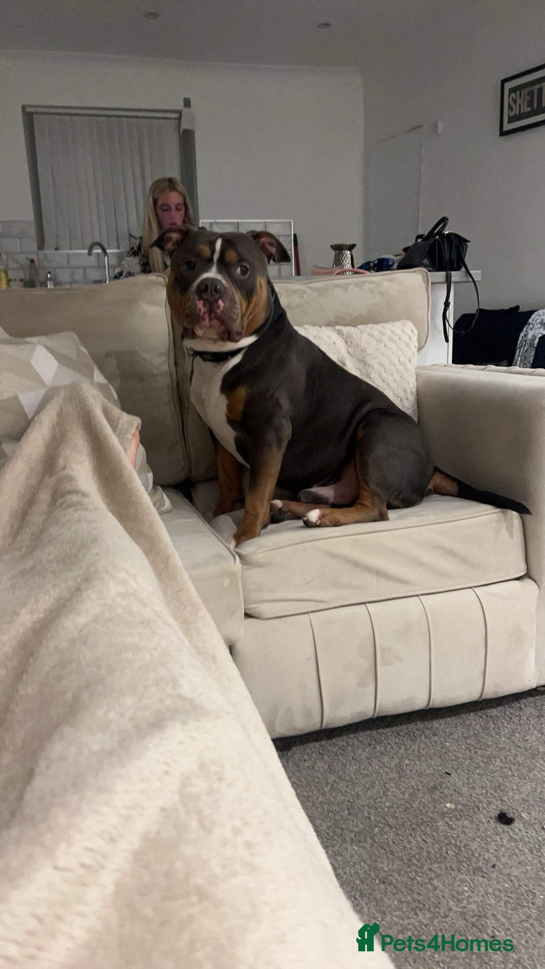 American Bully dogs for stud: Pocket bully for stud - Advert 2