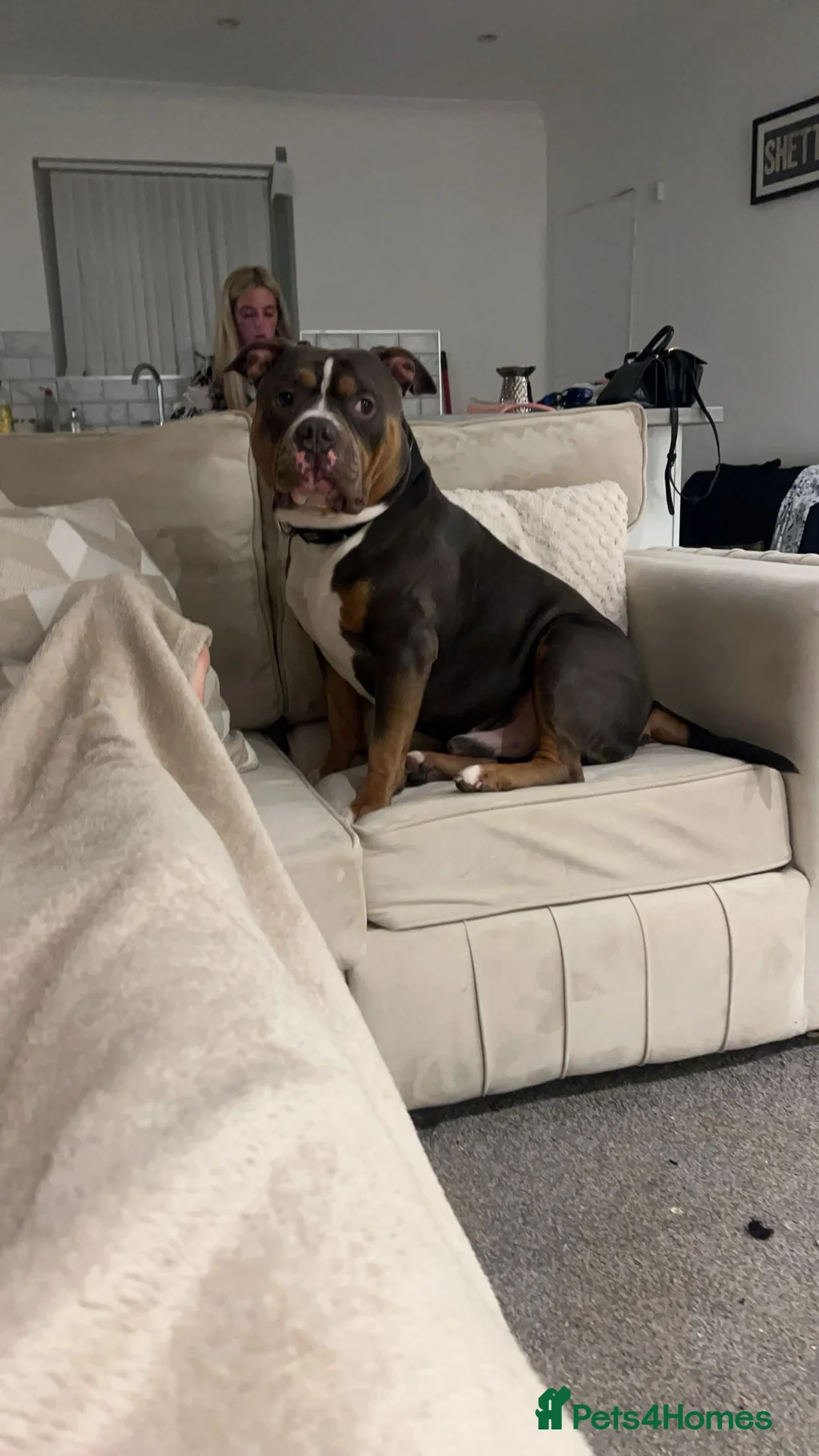 American Bully dogs for stud: Pocket bully for stud - Advert 2