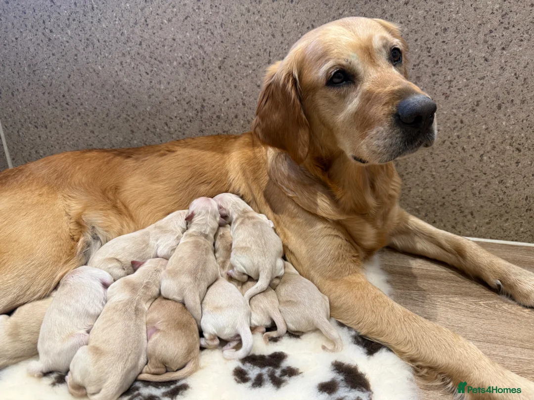 Golden Retriever dogs for sale: 🐾 Beautiful Golden Retriever Puppies family home - Advert 1